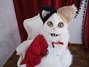 猫又堂